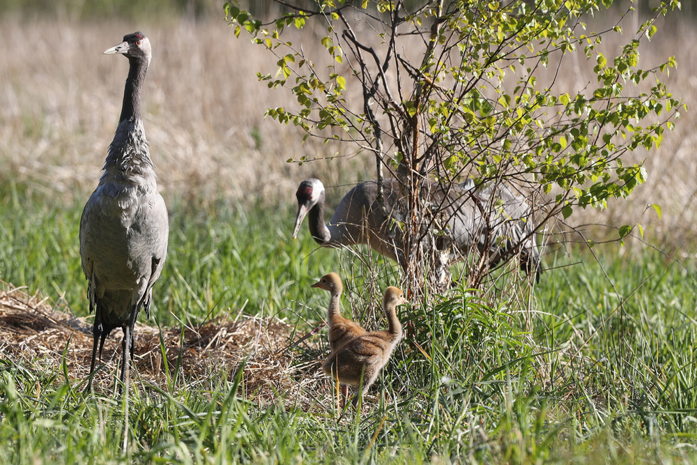 Візіт з маленствам 