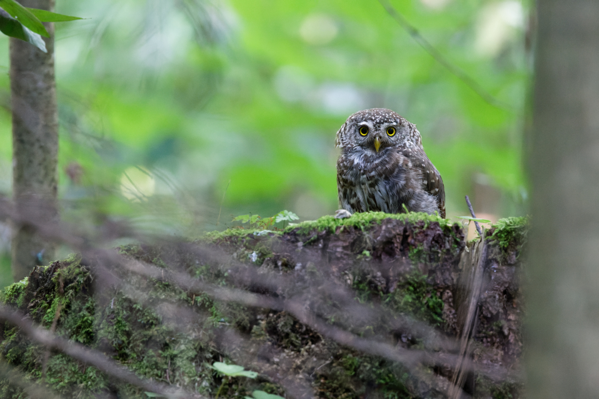 Воробьиный Сыч.jpg