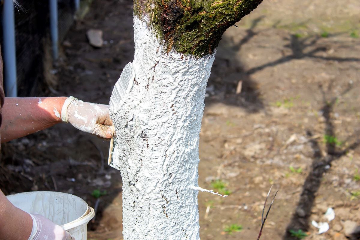 белим дерево белим дерево