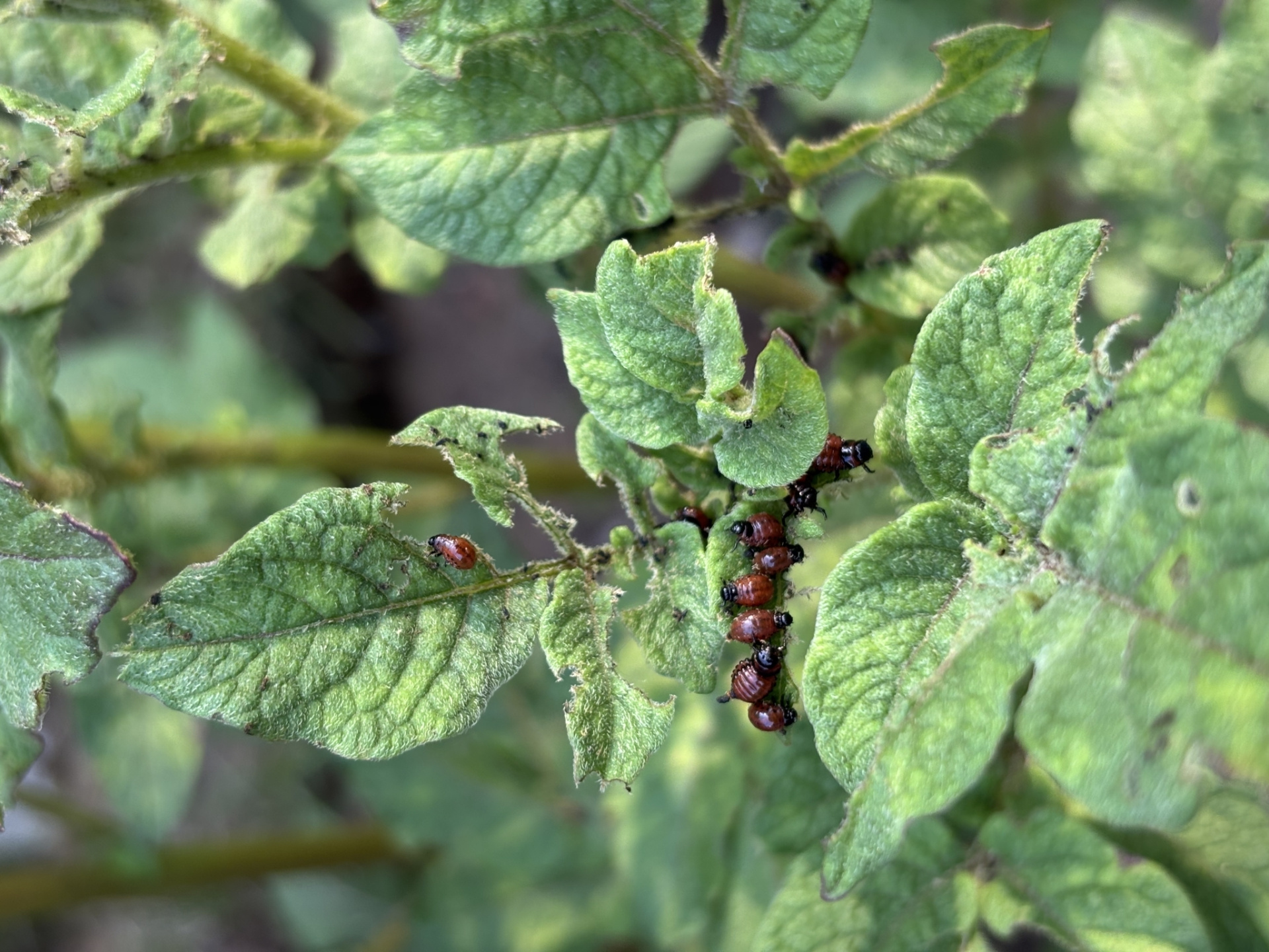 Колорадские жуки личинки