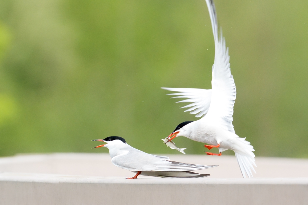 Рыбный соблазнитель