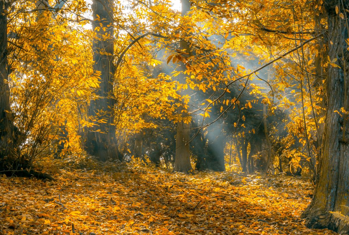 осень, бабье лето осень, бабье лето