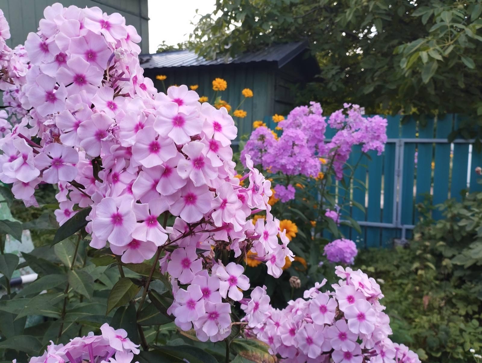 флоксы