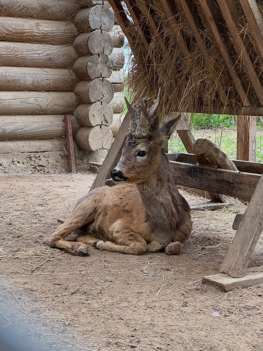 косуля косуля.jpg