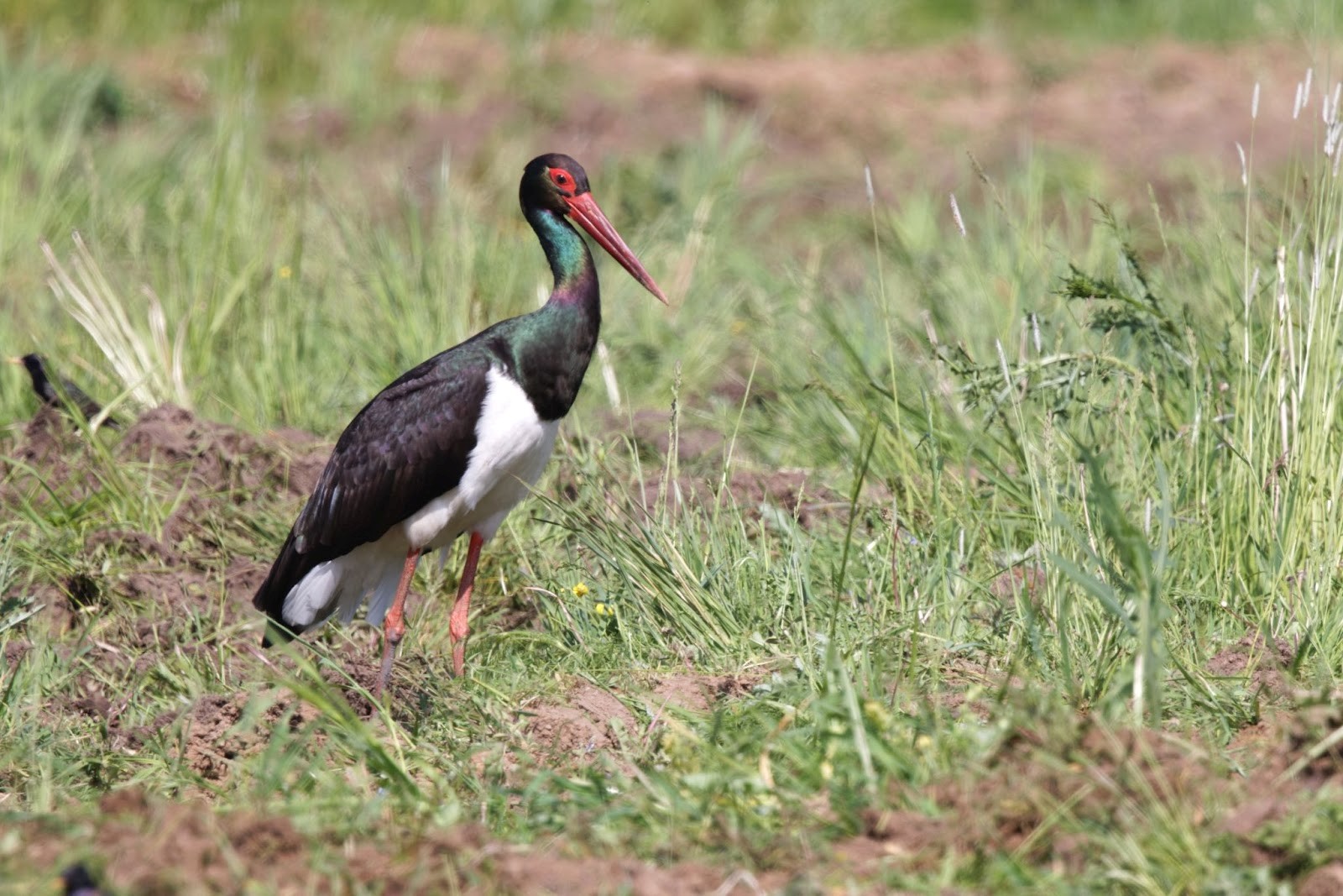 7-Черный аист в поле.jpg