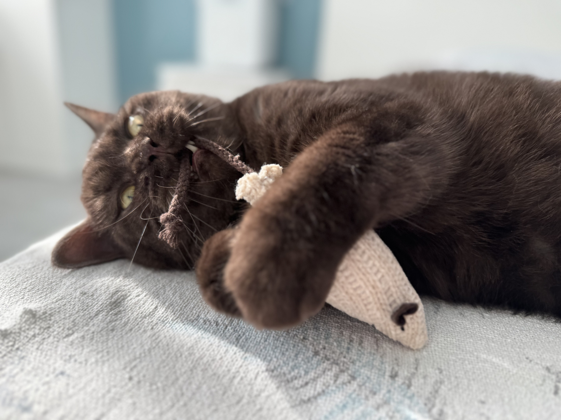 Британский кот