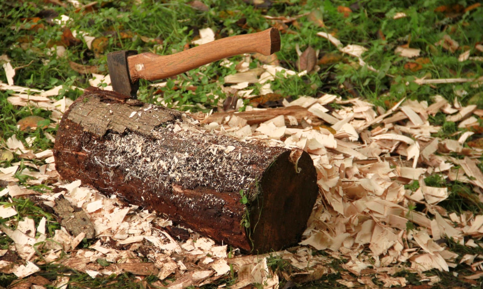 срубленное топором дерево