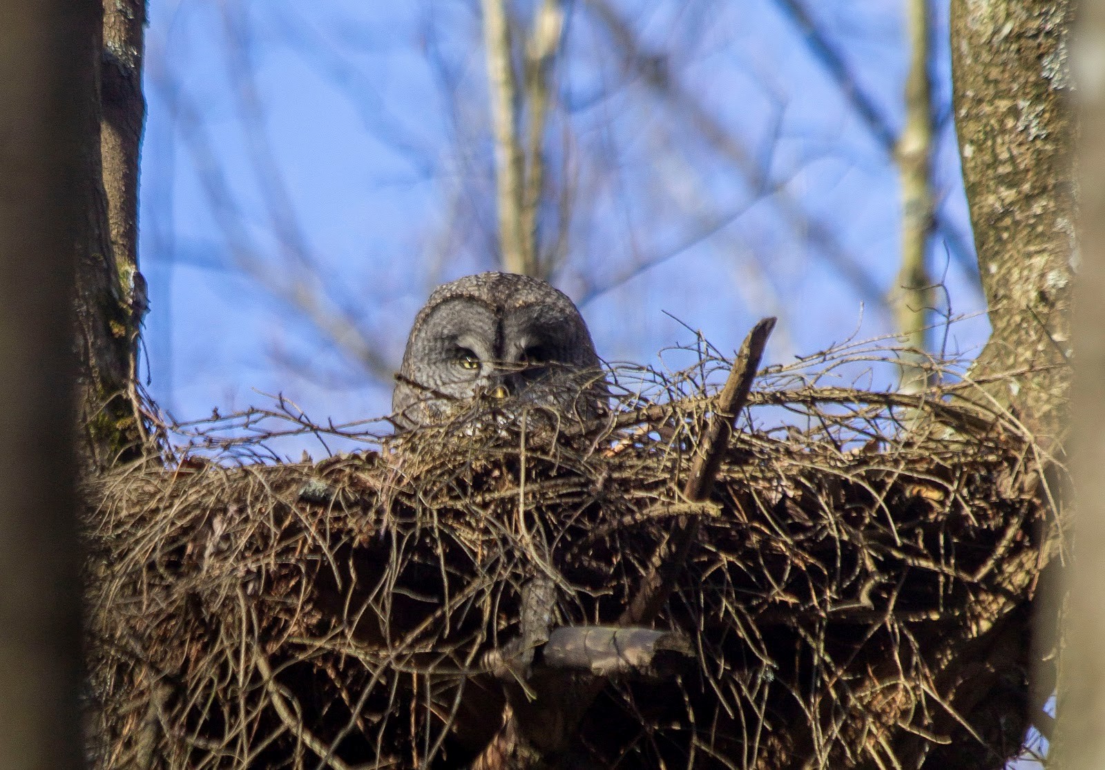 2-Самка бородатой неясыти на гнезде.jpg