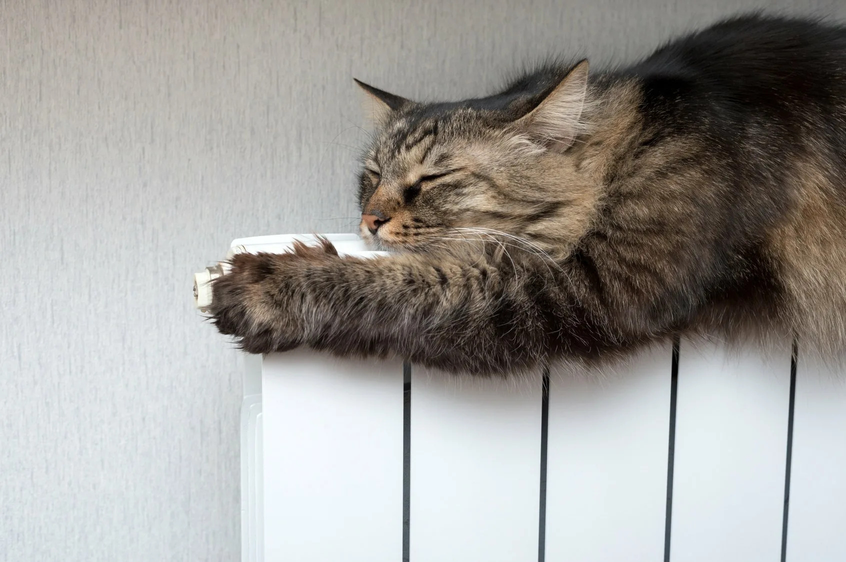 кошка на батарее греется