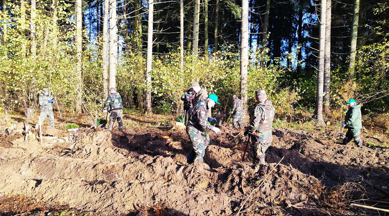 высадка леса в Брестской области