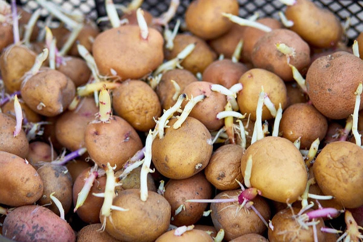 картошка 3.jpg