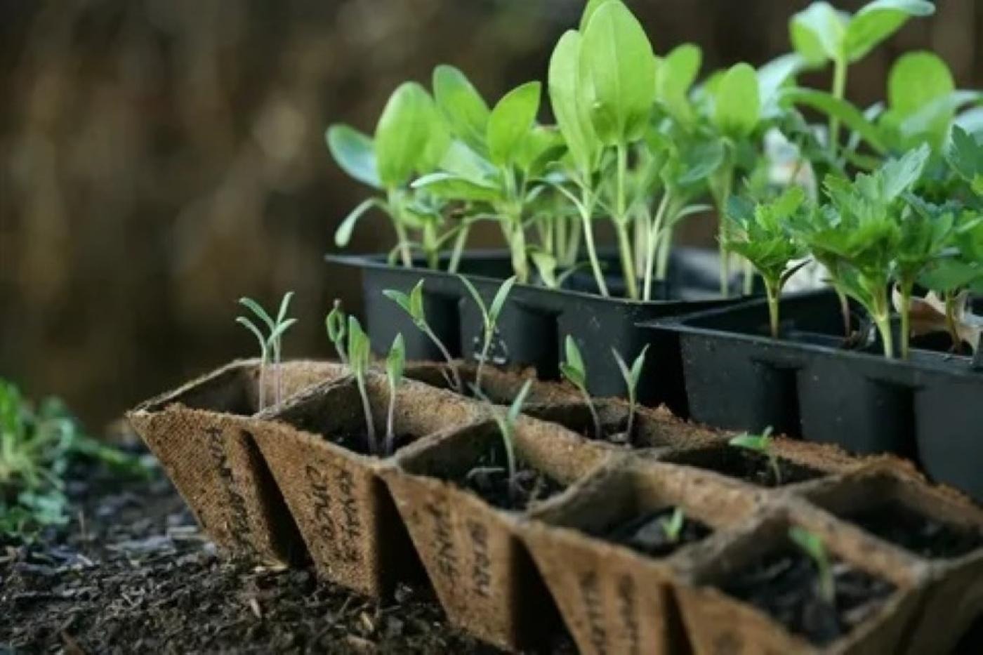 D:\!!!работа\январь\10-11\семена в январе5.jpg