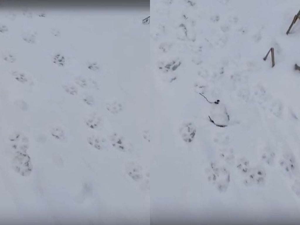 Волчьи тропы в Пинском районе