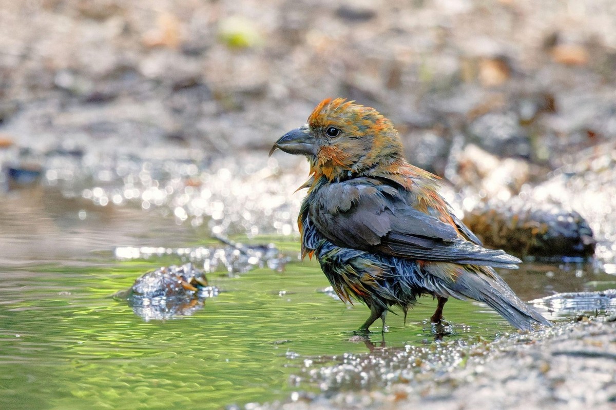 9-Молодой клест-еловик.jpg