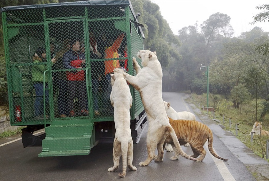 В китайском зоопарке Lehe Ledu Wildlife Zoo В китайском зоопарке Lehe Ledu Wildlife Zoo