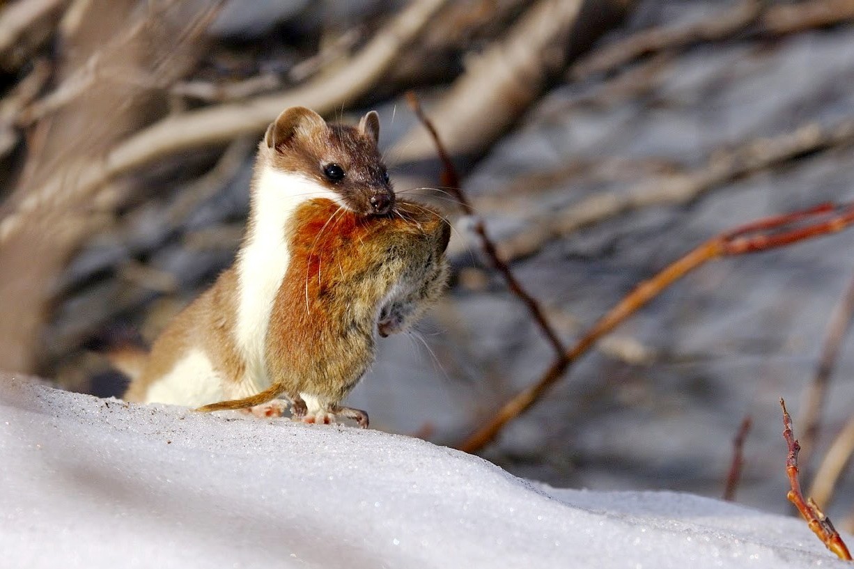 3-Горностай с добычей.jpg