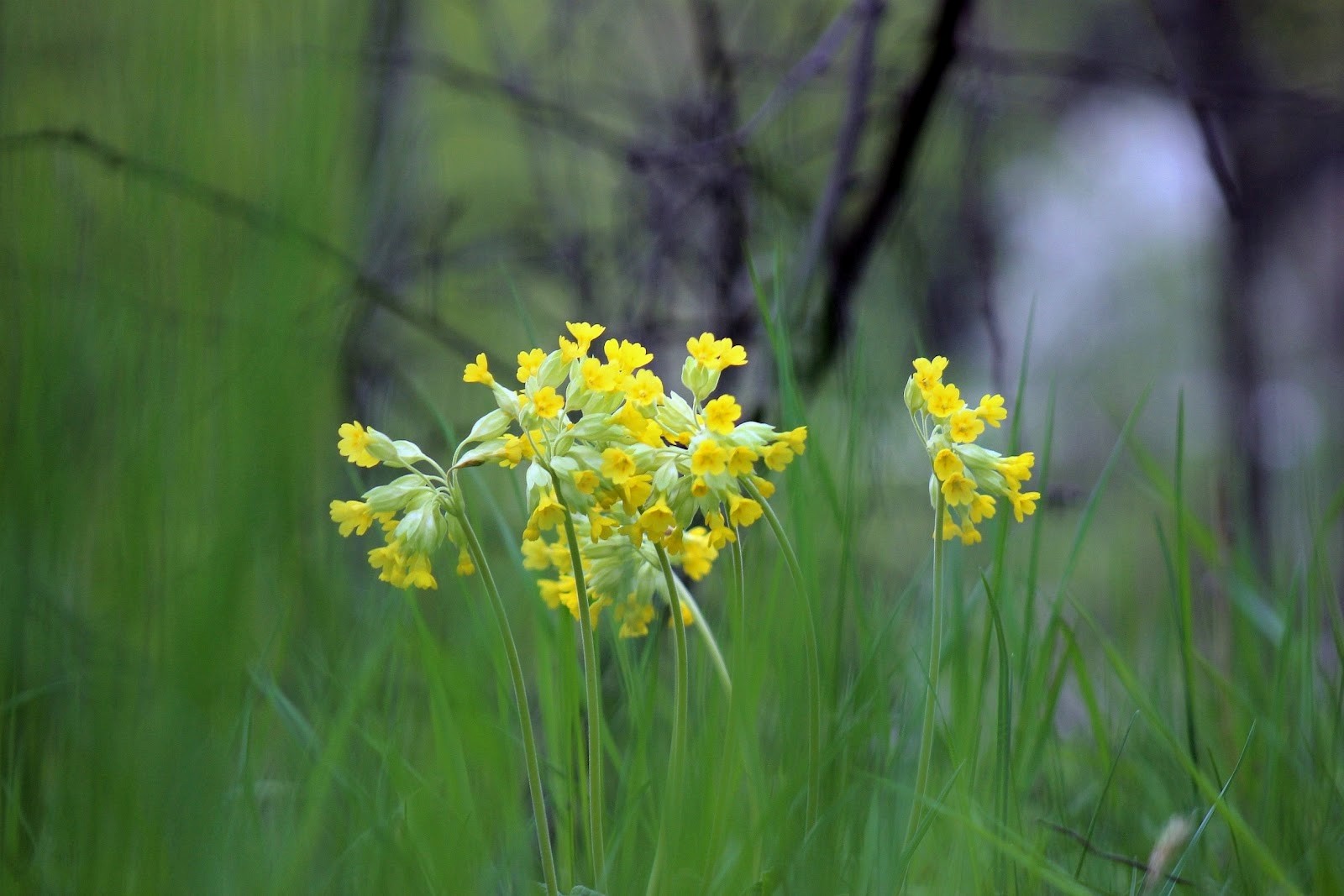 Примула первоцвет весенний.jpg