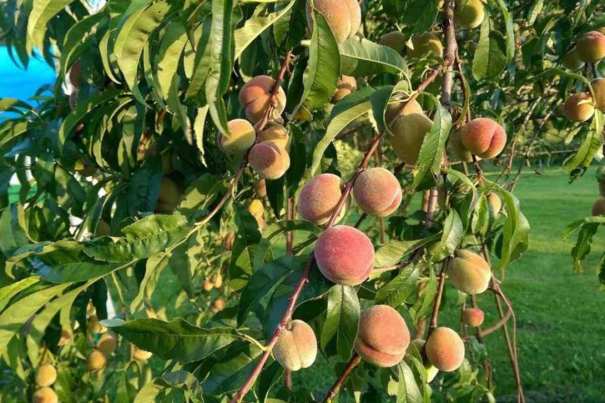 персик персик.jpg