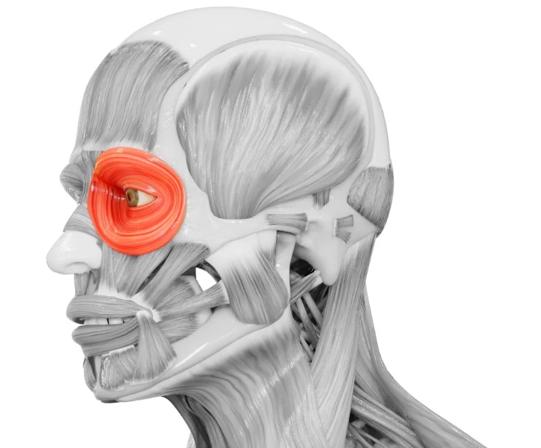 лицо мышцы.jpg