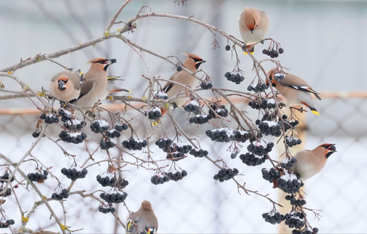 8-Пир свиристелей.jpg