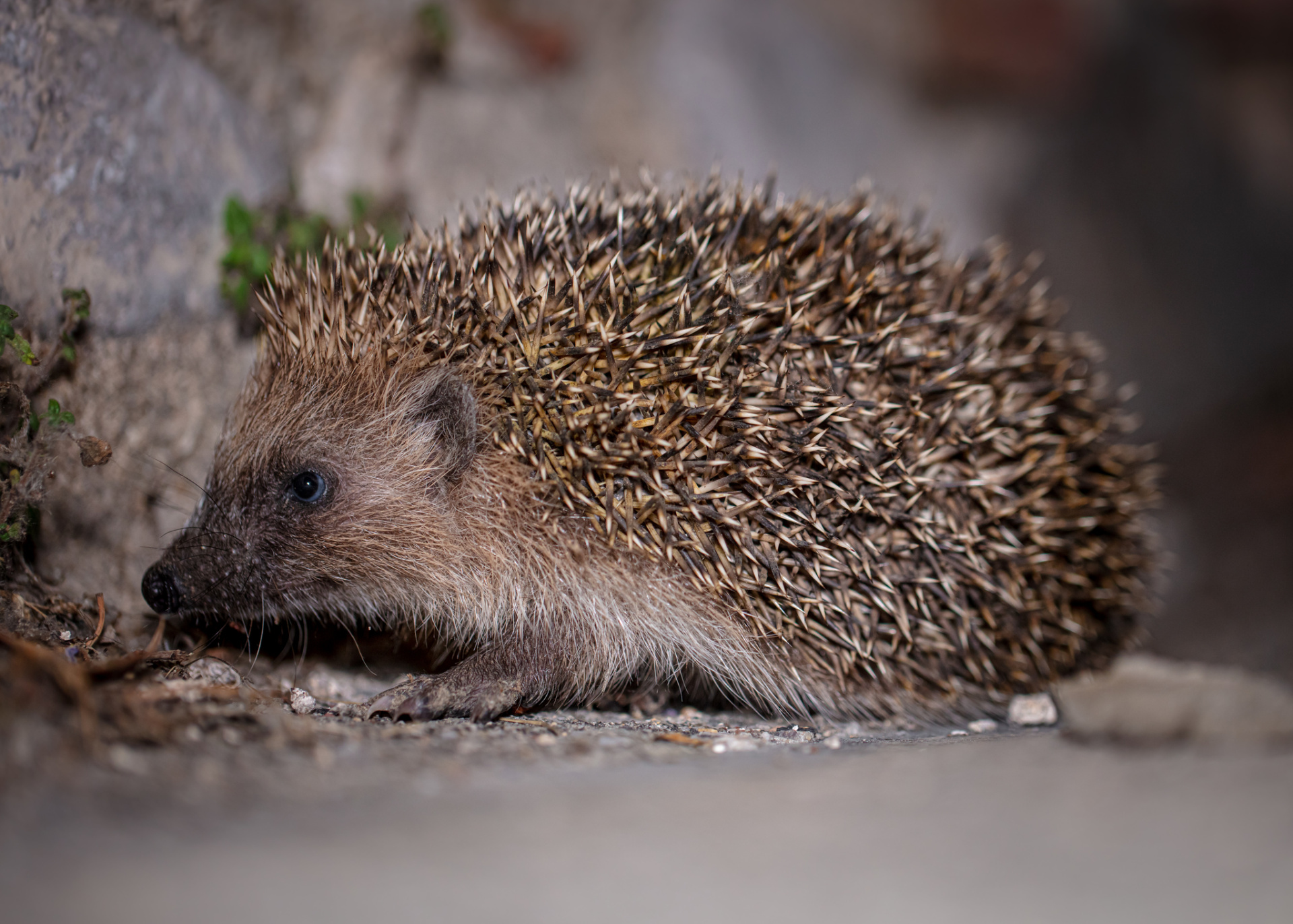 Ежик.jpg