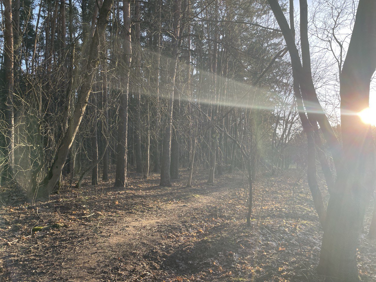 весна погода солнце лес.jpg
