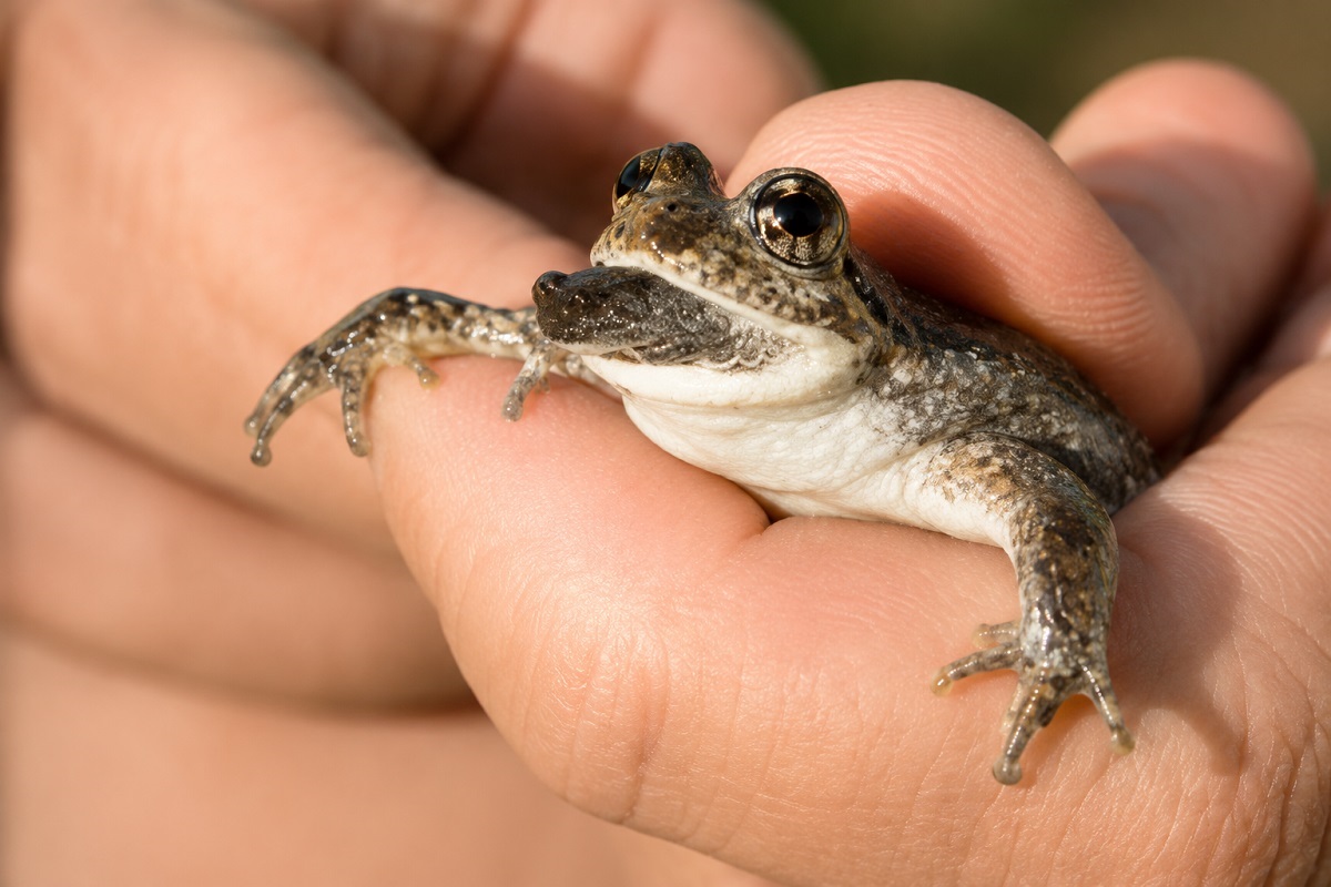 Южная лягушка Rheobatrachus silus