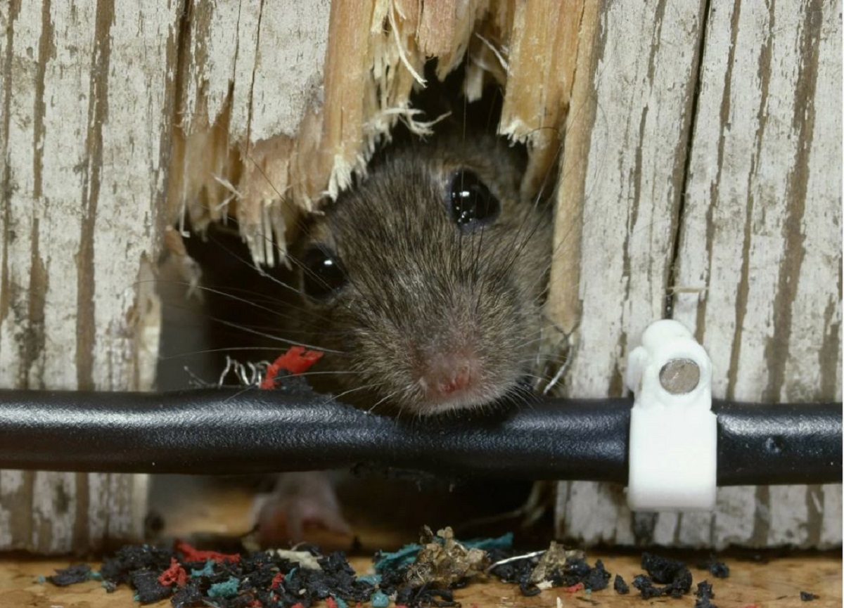 мышка, дырка.jpg