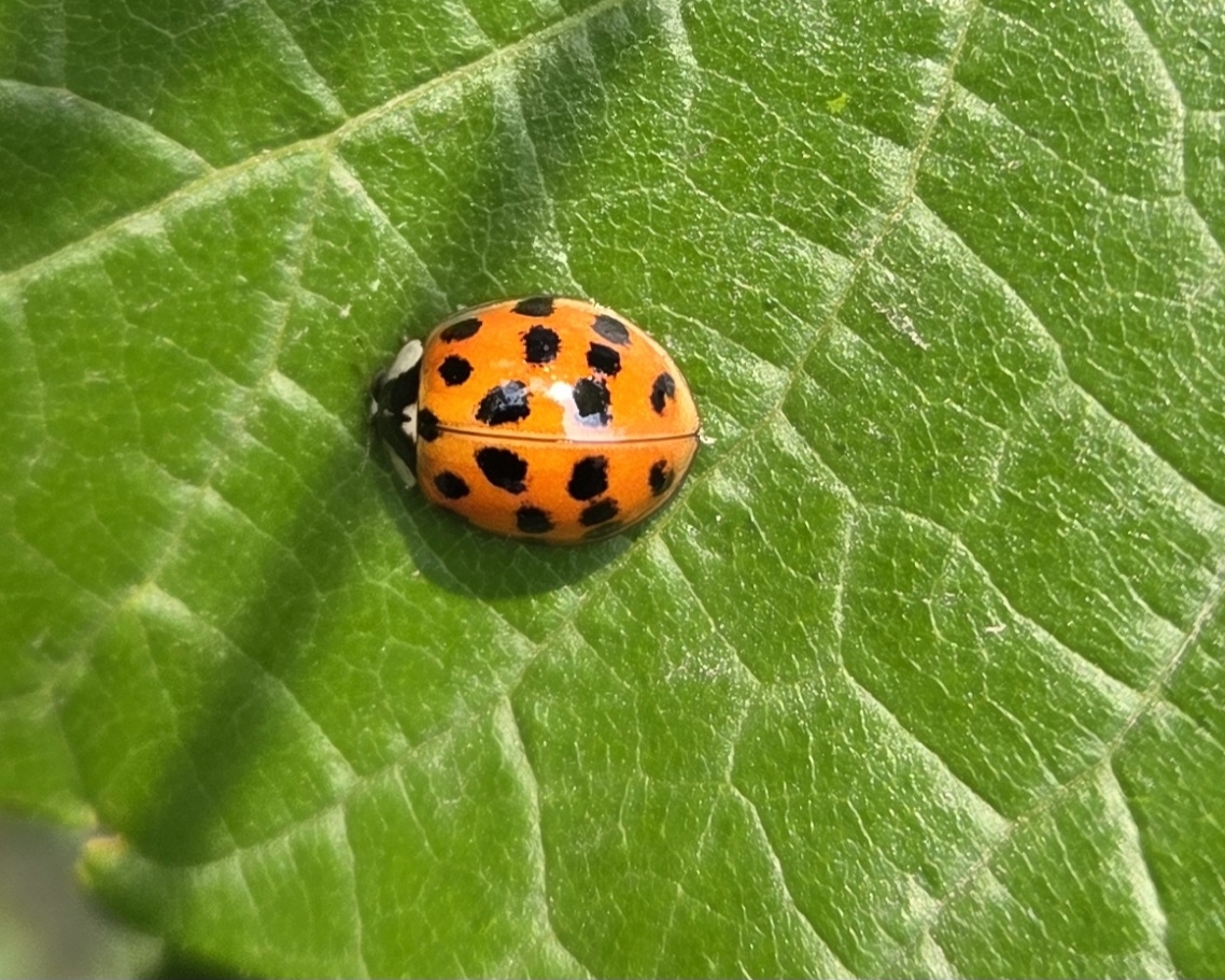 Божья коровка азиатская