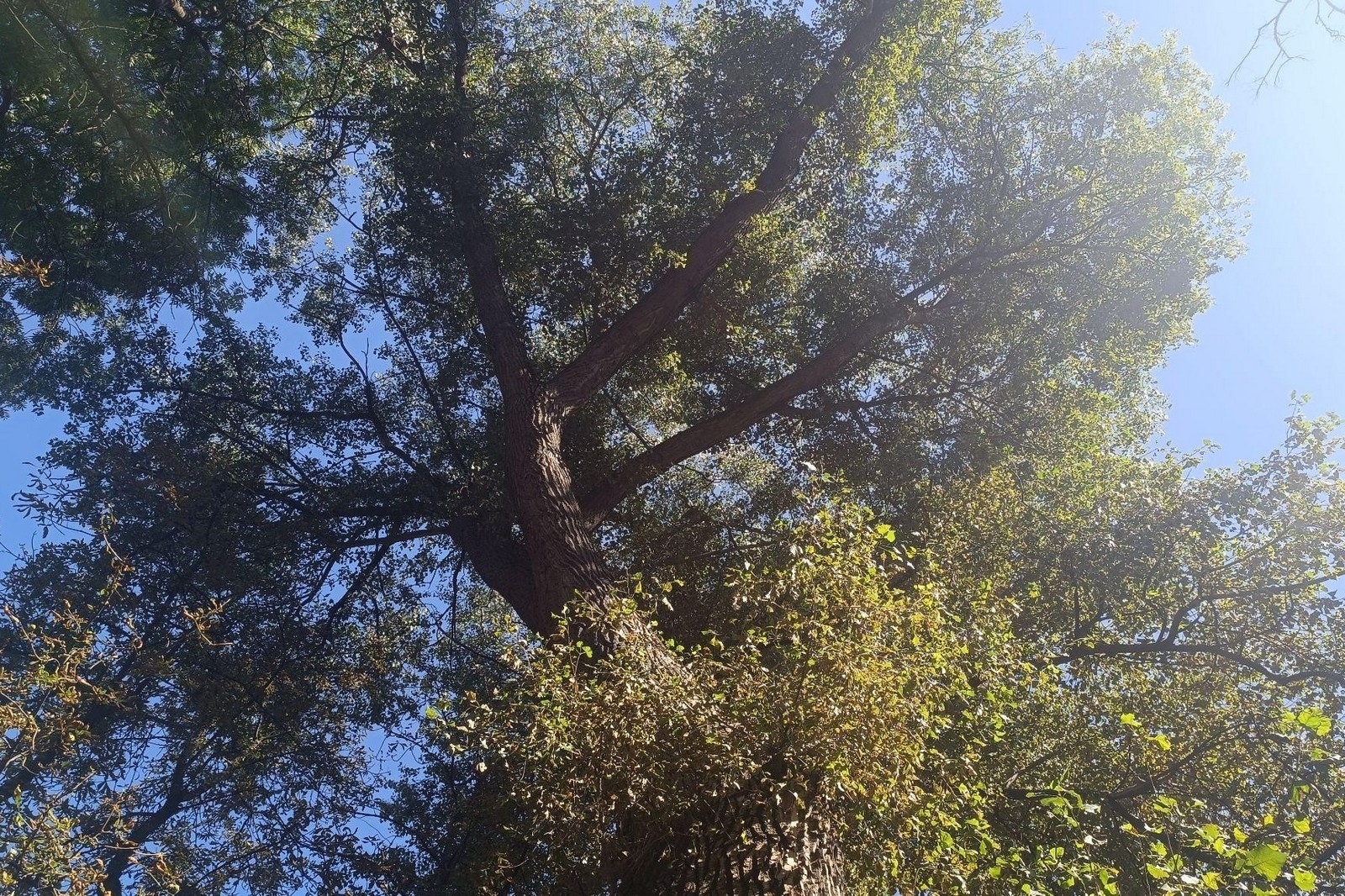 16-Крона тополя Купалы.jpg