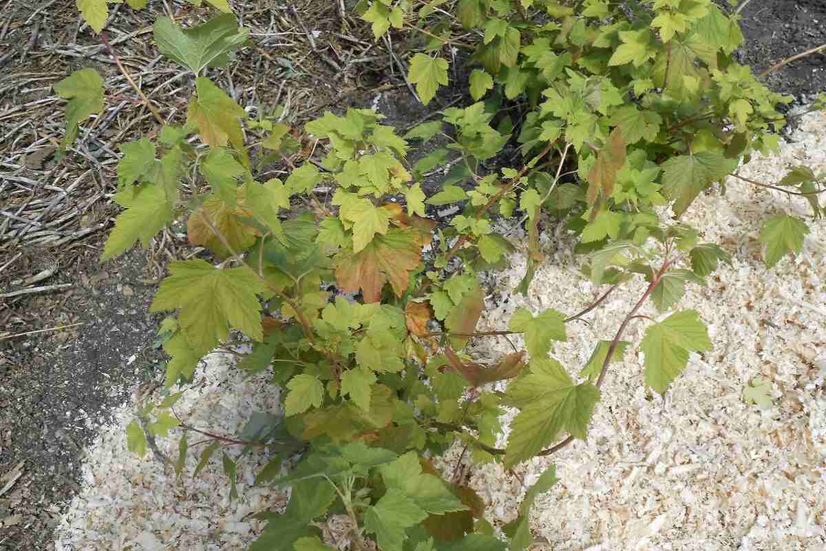 смородина смородина2.jpg