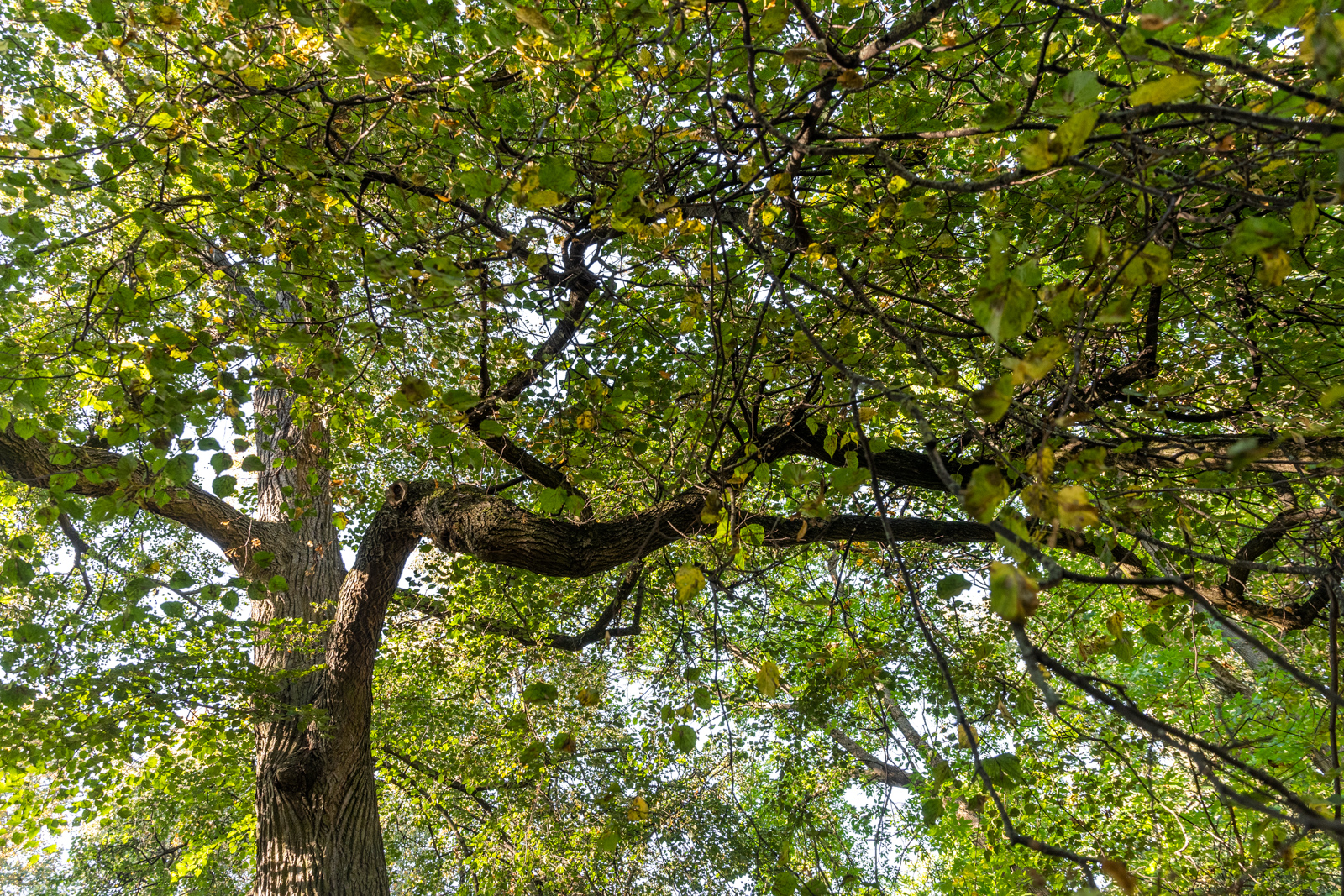 1-Крона Губернаторской липы старейшего дерева Минска.png