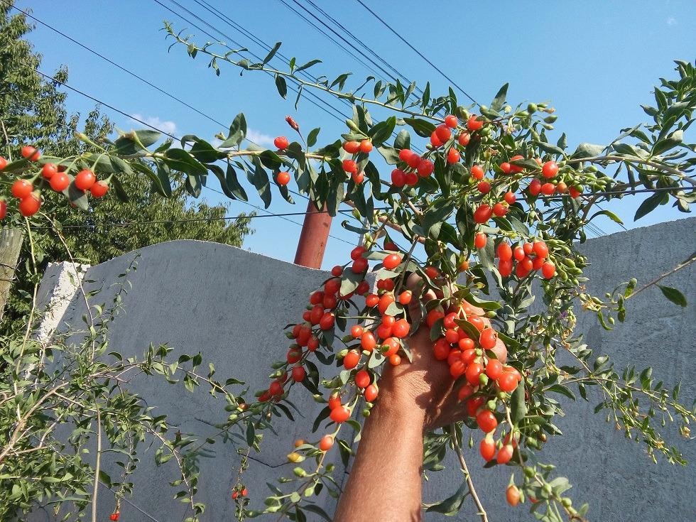 D:\!!!работа\декабрь\6-7\ягоды годжи2.jpg