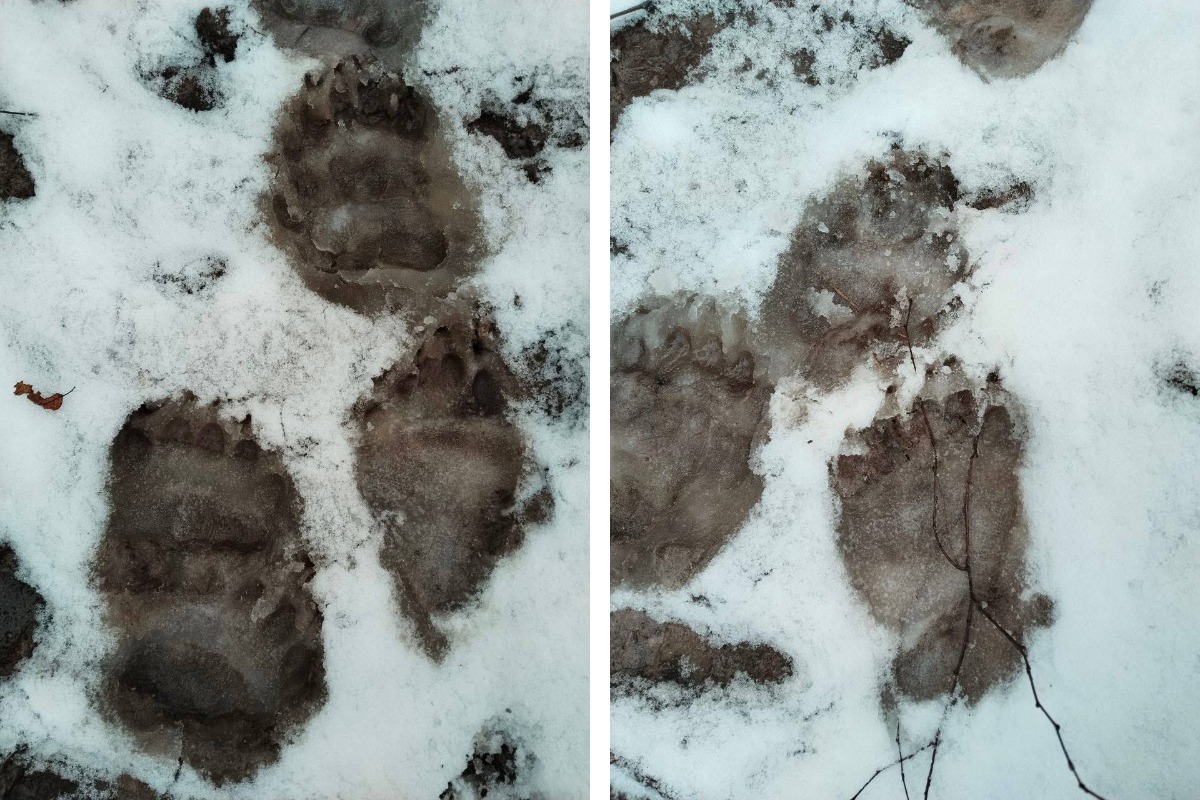 Следы медведя под Борисовом