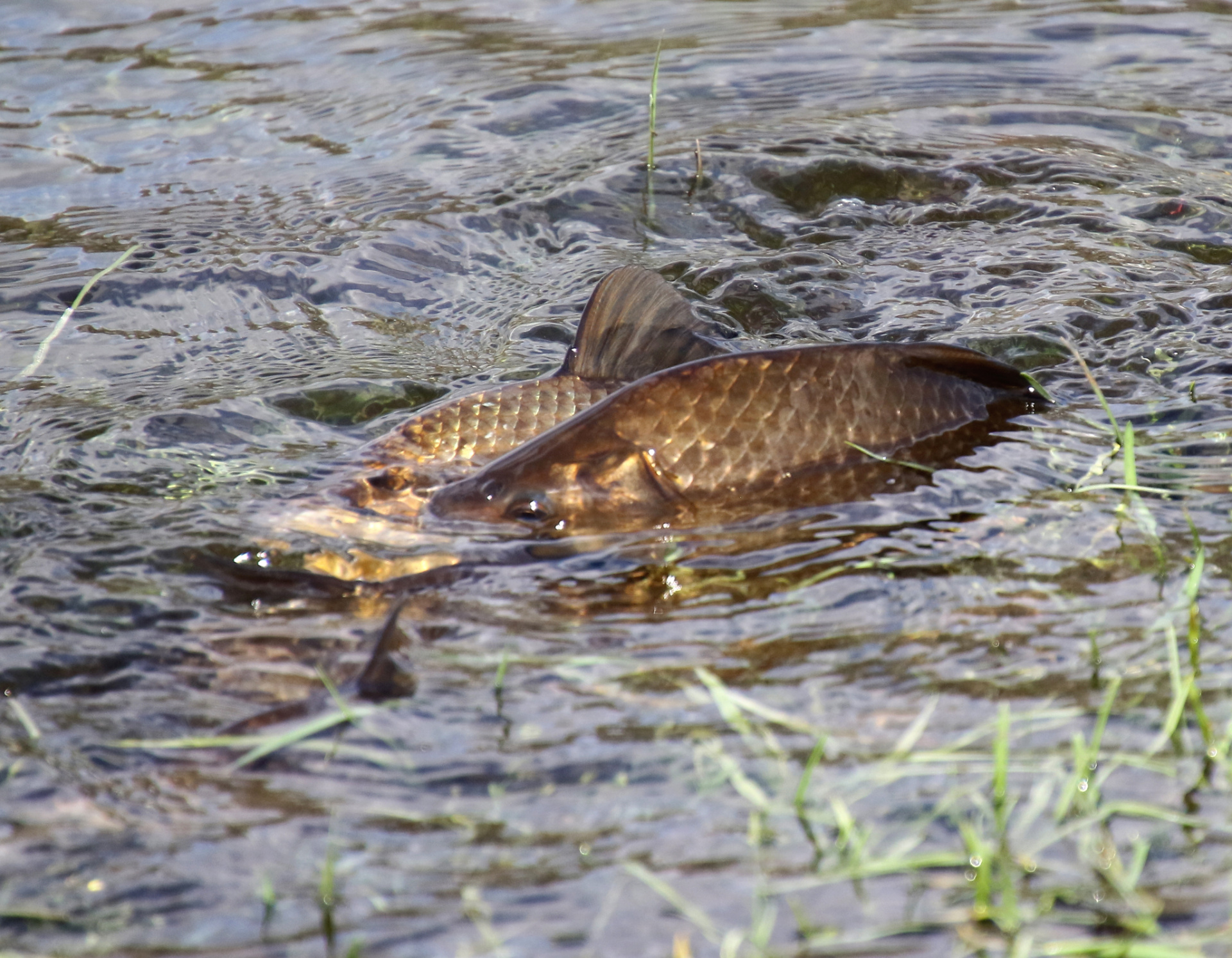 Серебряный карась 