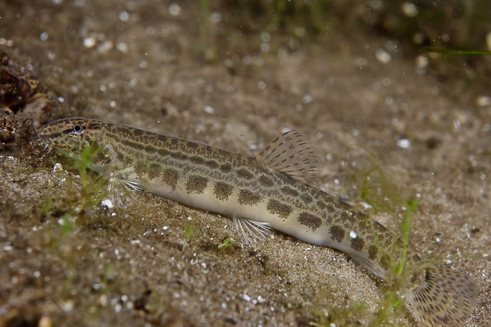 12-Щиповка на дне.jpg