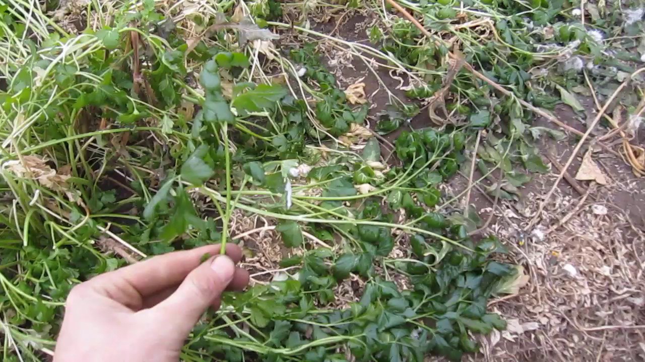 растения замерзли.jpg