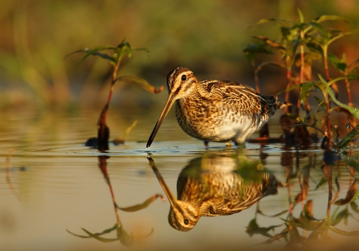 11-Дупель.jpg