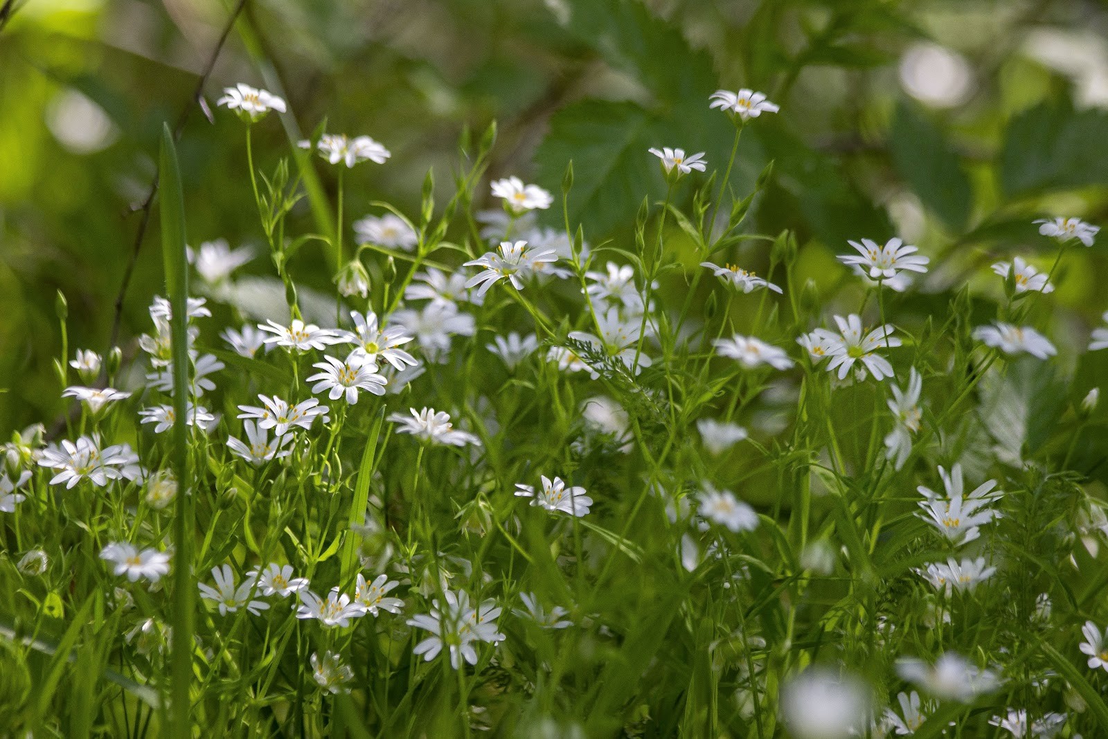 Звездчатка 4.jpg