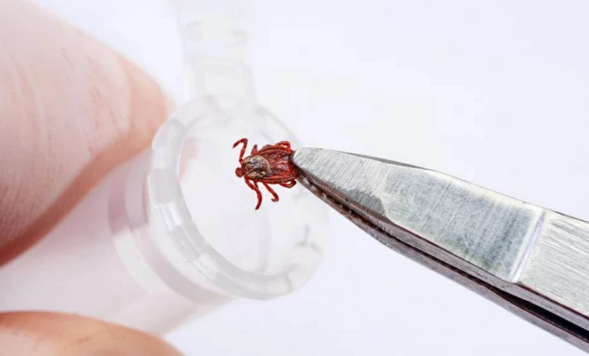 Прививка от клещей Прививка от клещей