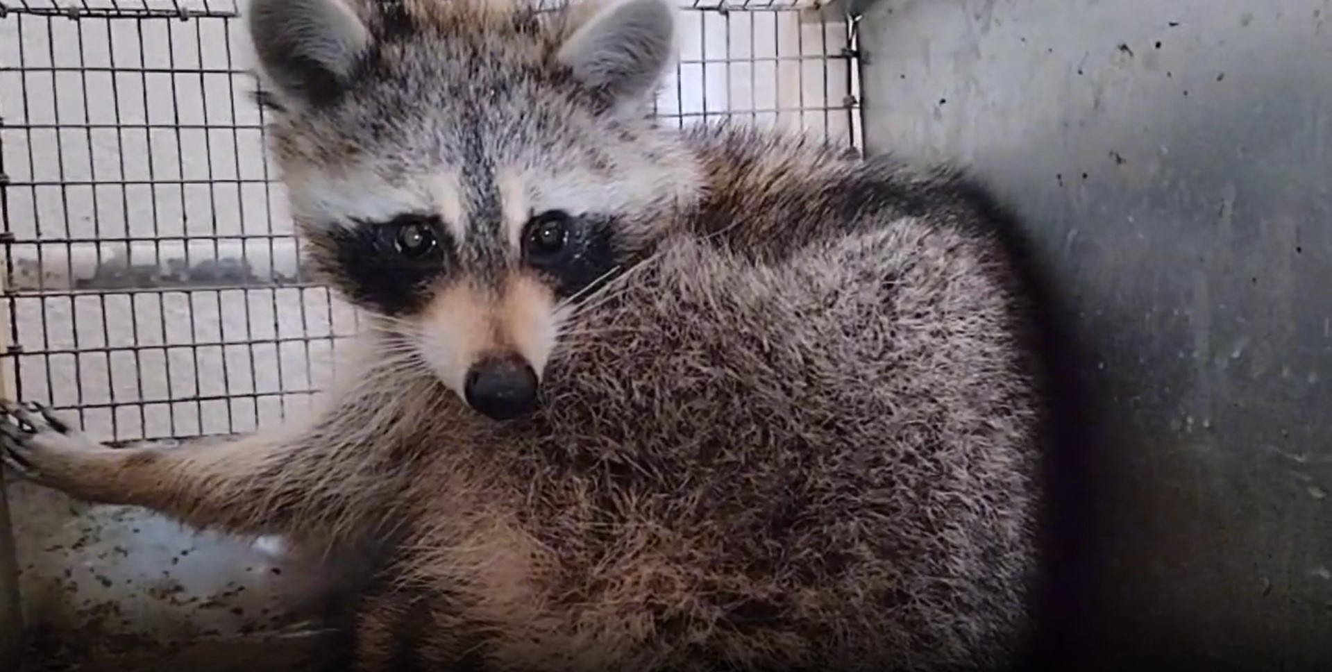 американский енот Сеня