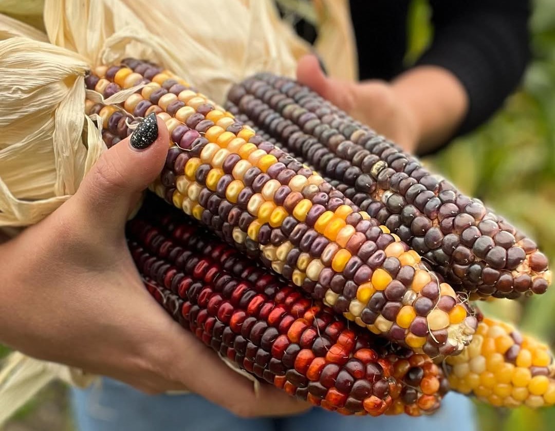 перуанская кукуруза