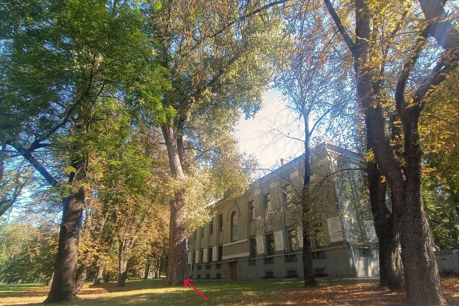 17-Тополь Купалы в Минске (отмечен стрелкой).jpg