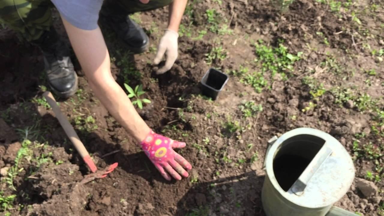 D:\!!!работа\декабрь\6-7\ягоды годжи4.jpg