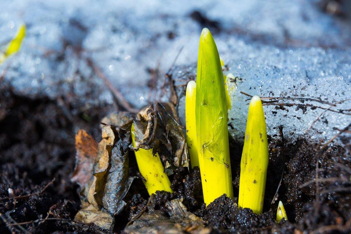 Как «разбудить» многолетники весной: правильный уход