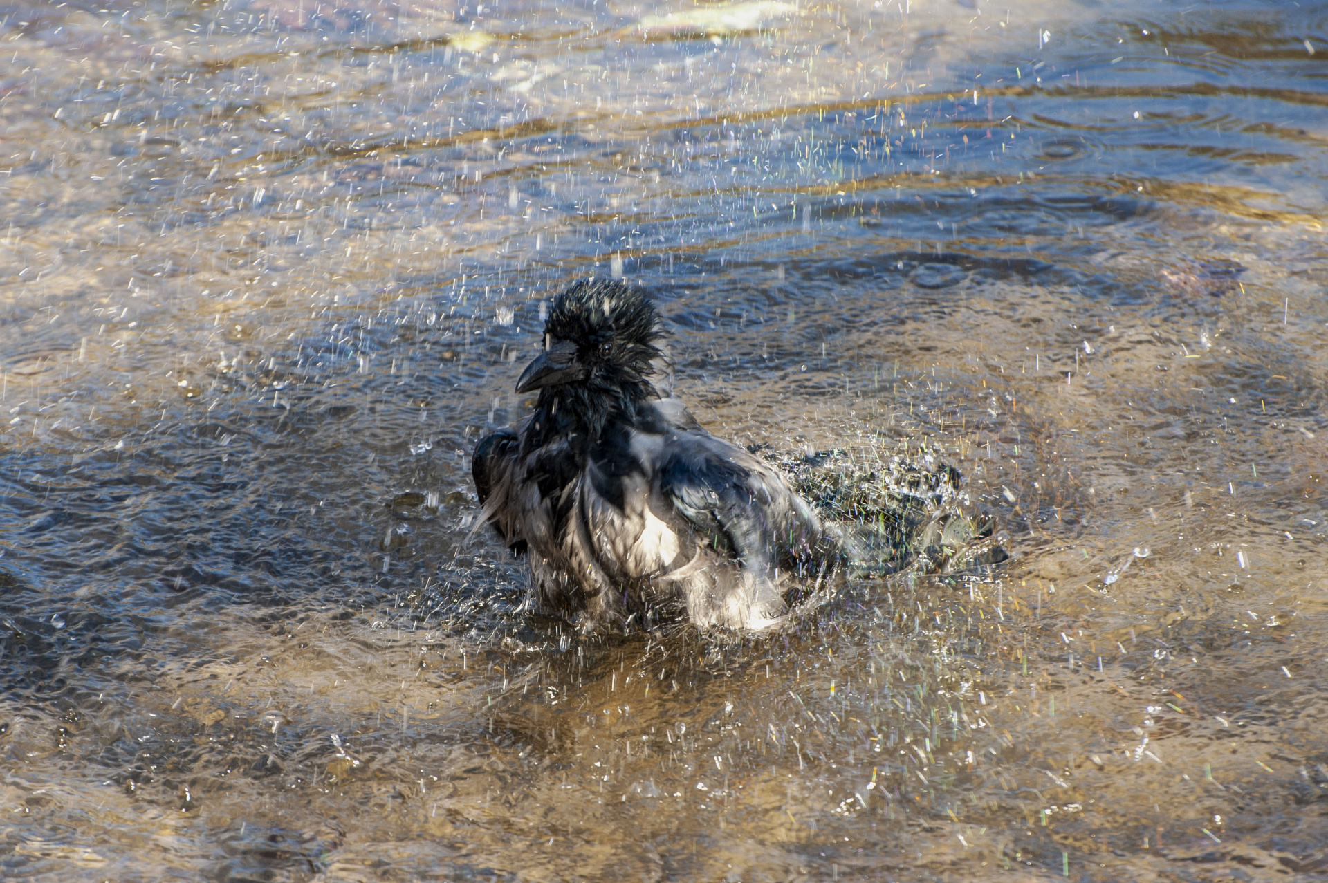Ворона купается
