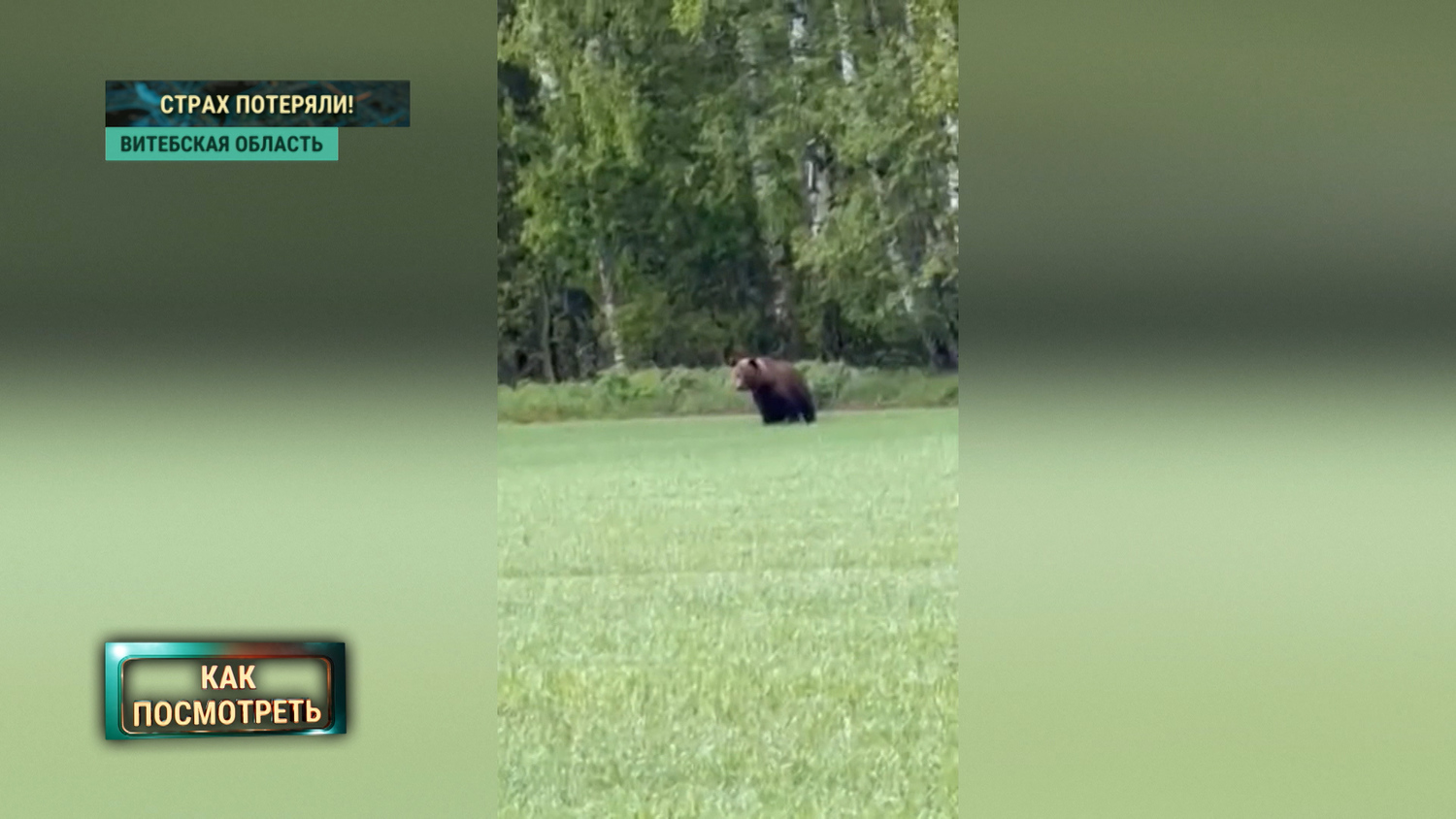 медведь в поле медведь в поле
