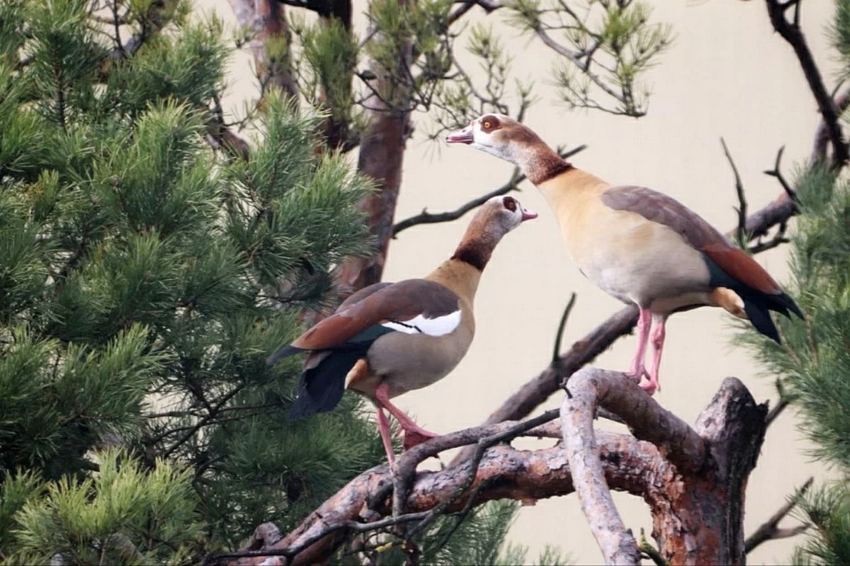 13-Нильские (египетские) гуси.jpg