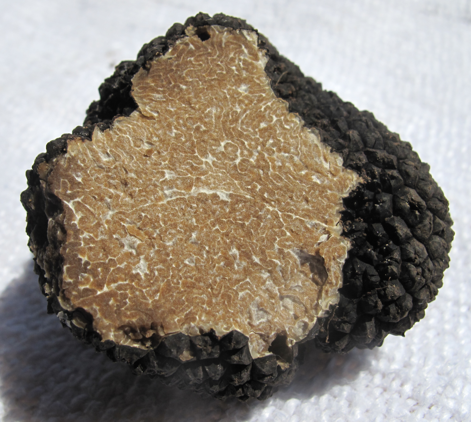 Tuber_aestivum_Valnerina_018.jpg