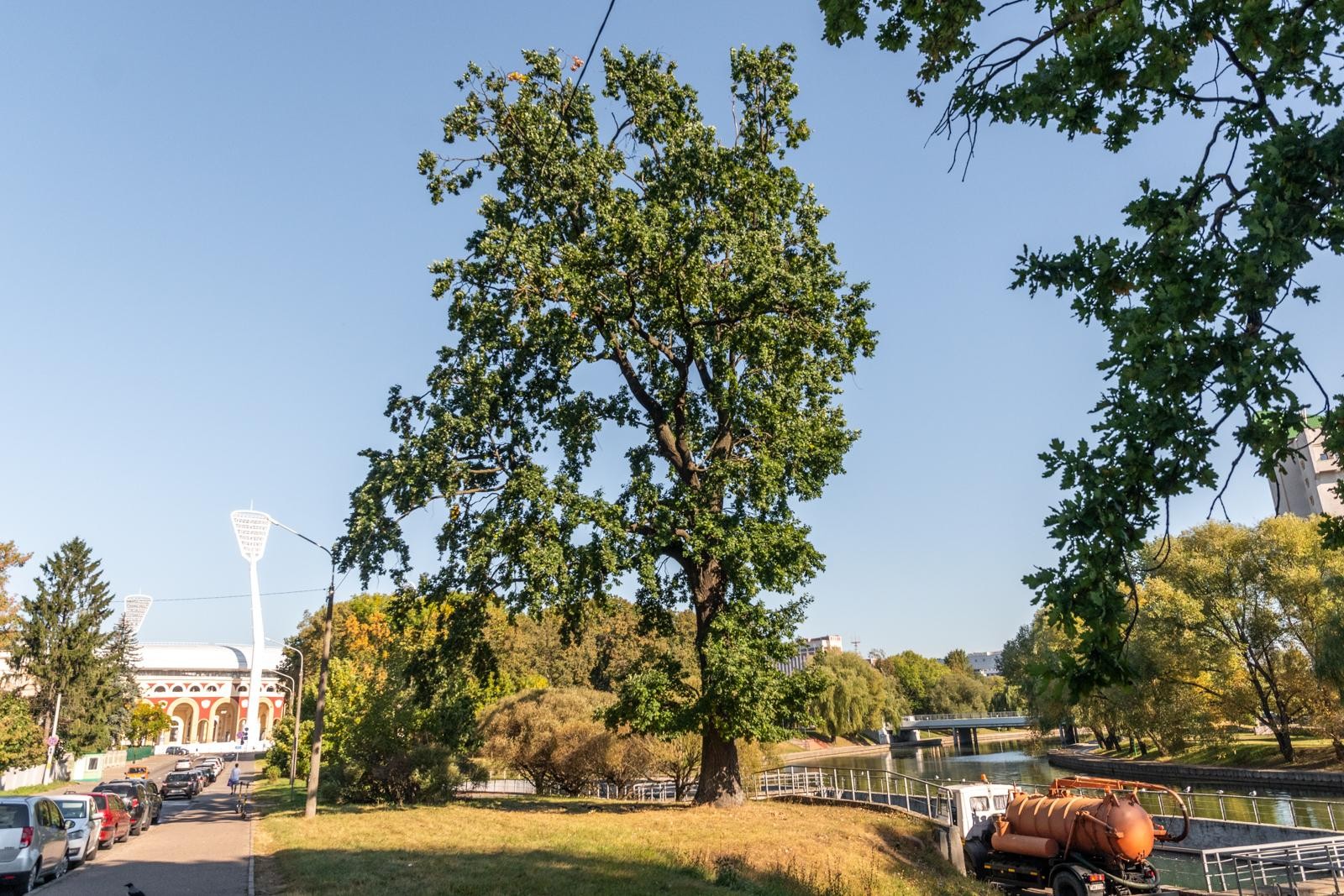 7-Дуб Волот Волотович.jpg